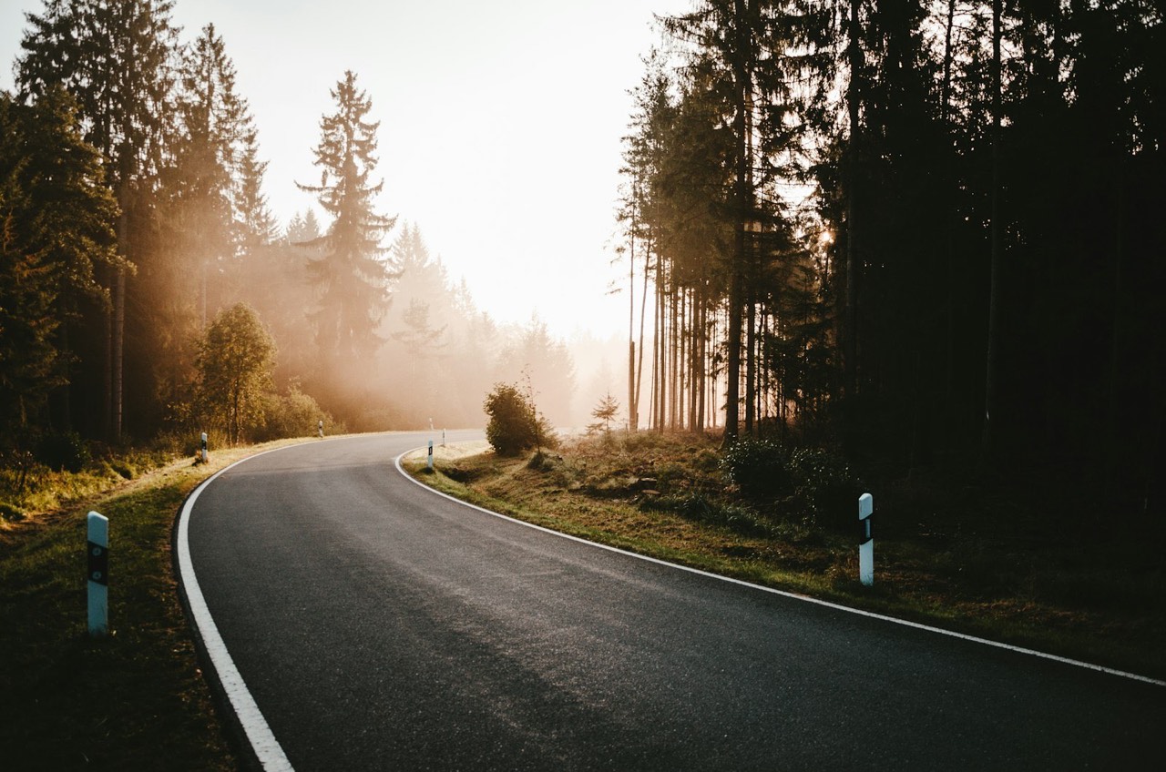 Landstraße im Morgennebel zwischen dunklen Nadelbäumen